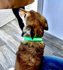 Collare Luminoso "PET LED"